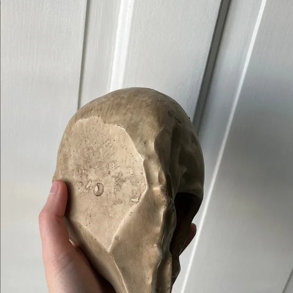 Decorative Vulture Skull with Black Beak Halloween Spooky Academia Decor - Picture 5 of 5